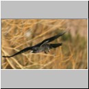 Corvus corone corone - Rabenkraehe 01.jpg